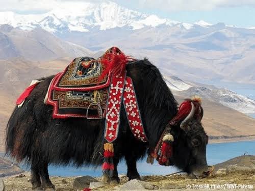 Feed/Fodder Incentive for Yak / Zou Farmers