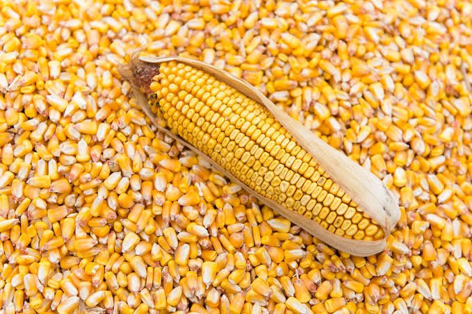 Distribution of Maize Seed (Cost Sharing)