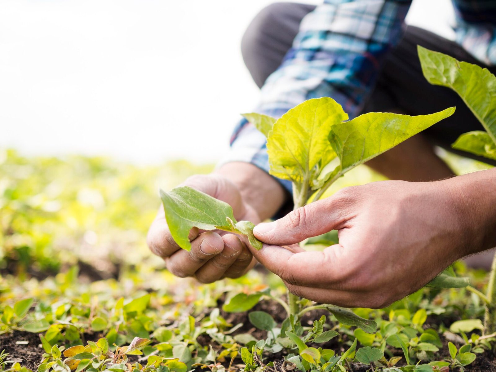 Farmer Trainings & Field Days