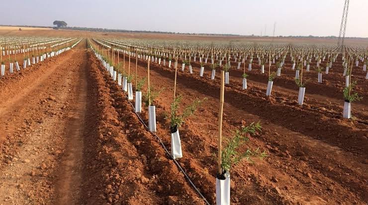 Fruit Plants Distribution (Green Pakistan)