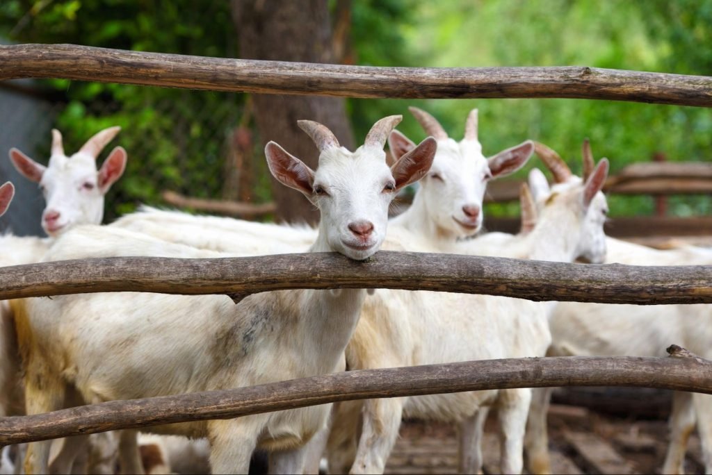 Application for Dairy Farm (Promotion of Dairy Activities)