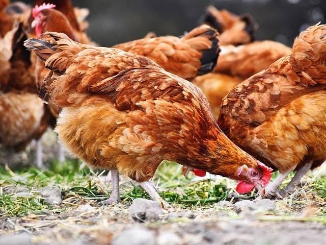Application for Poultry Birds (Block Allocation)