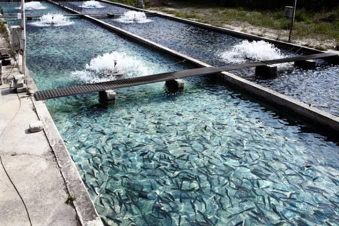 Trout Farm Registration & Renewal