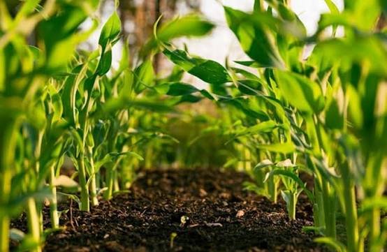 Establishment of Model Orchards