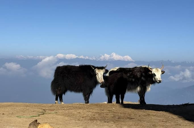 High-Altitude Yak Value-Chain Development