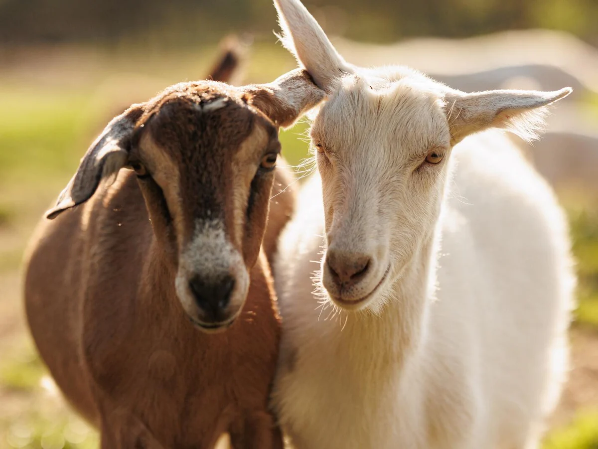 Application for Goat (Block Allocation)