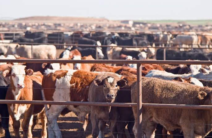 01-Year Livestock Management Course