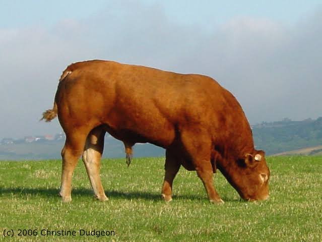 Application for Breeding Bull