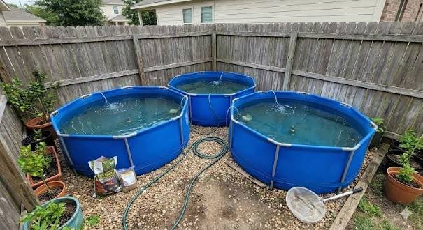Backyard Mini Fish Farming for Women