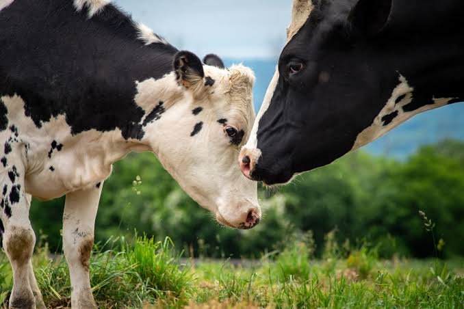 Application for Cow / Heifer (Block Allocation)