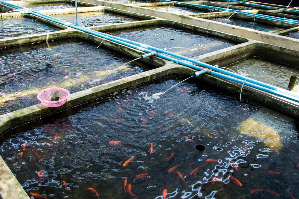 Trout Enhancement via Cost-Sharing Partnership