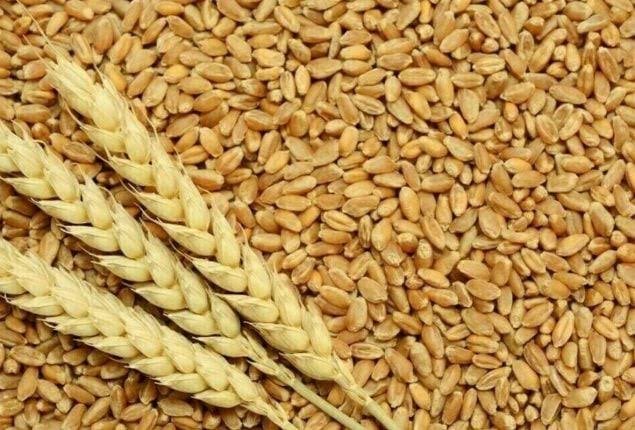 Seed Dealer Provisional Permission